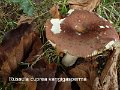 Russula cuprea var.gigasperma-amf2271